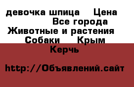 девочка шпица  › Цена ­ 40 000 - Все города Животные и растения » Собаки   . Крым,Керчь